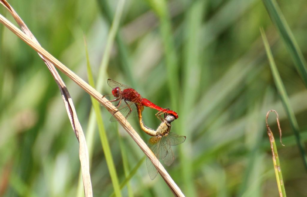 Crocothemis erythraea maschio